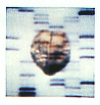 DNS-Sequenz 2 (1 Polaroid) DNS-Sequenz 2 (1 Polaroid)