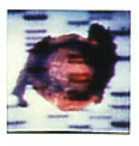 DNS-Sequenz 3 (1 Polaroid) DNS-Sequenz 3 (1 Polaroid)